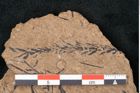 Foto (Detailansicht) von Sequoia hardtii Endl. (NHMW-GEO-2024-0188-8254)
